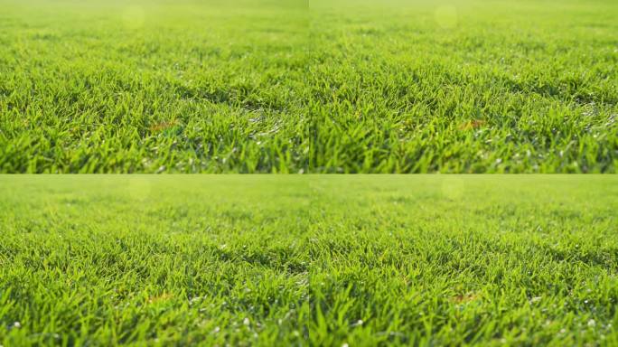 春天小草清新草坪足球场阳光草地绿化草皮