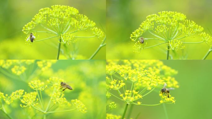 蜜蜂 采蜜