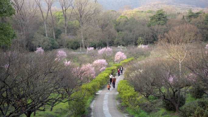 梅花山，梅花