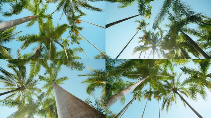 热带植物椰子树椰树