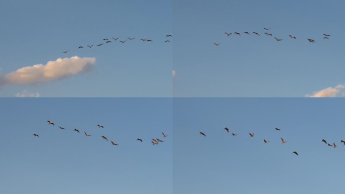 24 仙鹤 大雁 斑头雁 鸿雁传书