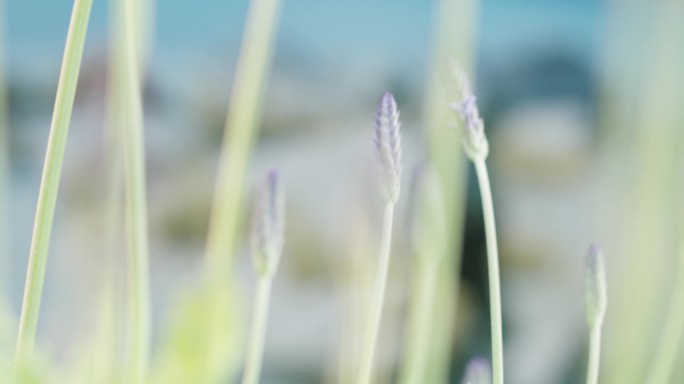 薰衣草 阳光 唯美 微距特写14