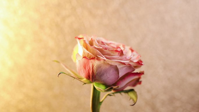 漂亮的卡布奇诺玫瑰