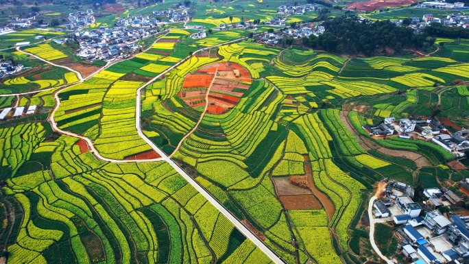 菜花蜜蜂黄色蔚蓝天空片头视频素材