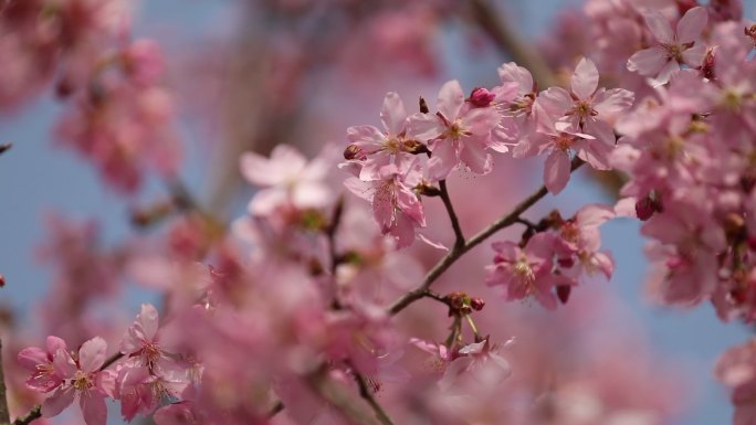 樱花蜜蜂