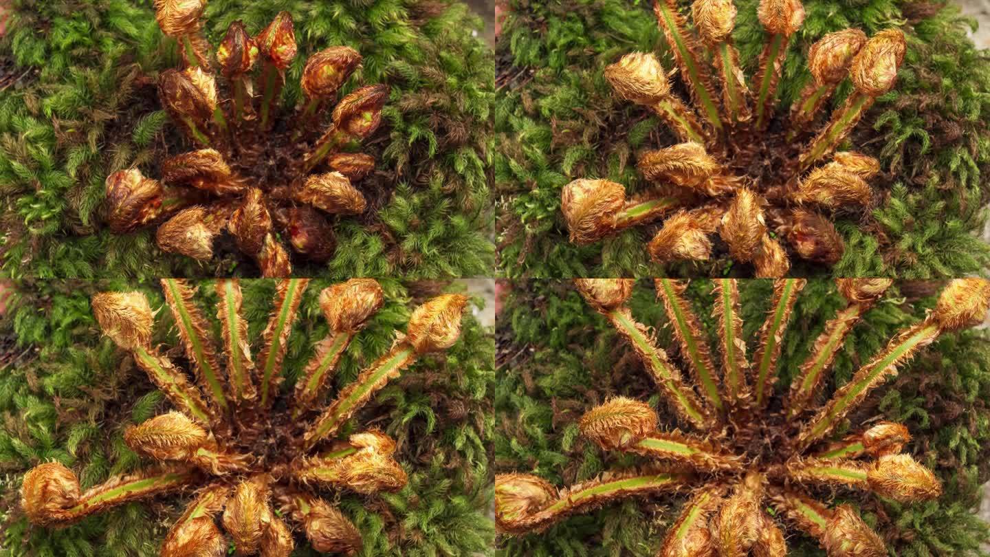 野生蕨类种植生长延时视频素材