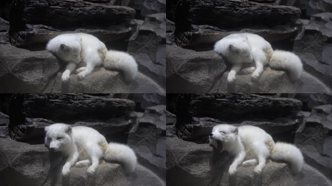 北极狐白狐养殖观赏
