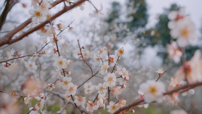 春天 桃花开放