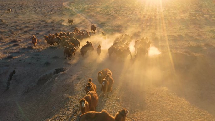 骆驼视频 驼群奔跑 恶略的生存环境 动物