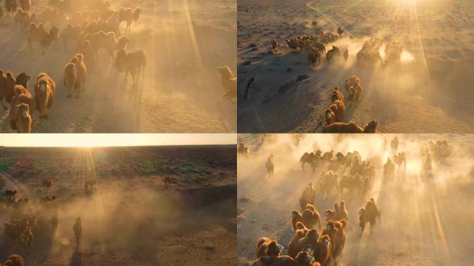 骆驼视频 驼群奔跑 恶略的生存环境 动物