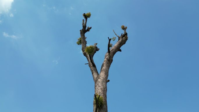 蓝天下的枯木逢春