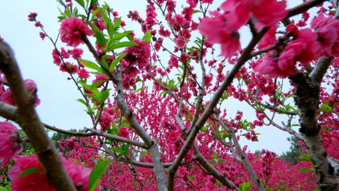 桃花林 树林 春暖花开 桃花坞 桃花岛