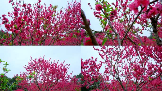 桃花林 树林 春暖花开 桃花坞 桃花岛