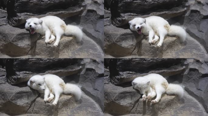 北极狐白狐休息睡觉懒散
