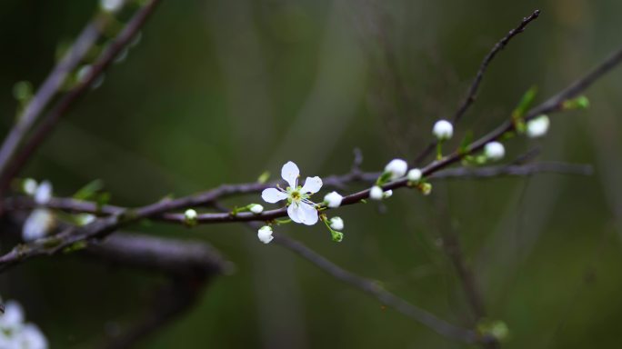 4K春天的白色李子花