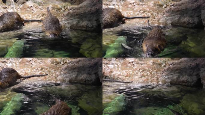 海狸鼠潜水在水面游动特写