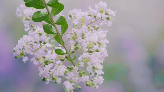 紫薇 花 余荫山房 岭南园林 春夏四季