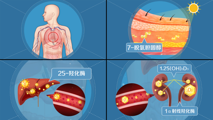 维生素D3转变过程AE模板