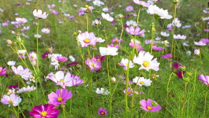 格桑花实拍