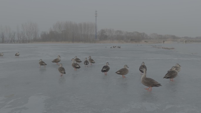 妫水河冰面的野鸭
