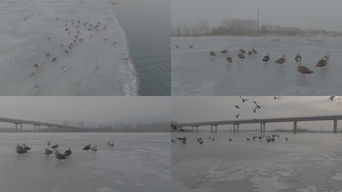 妫水河冰面的野鸭