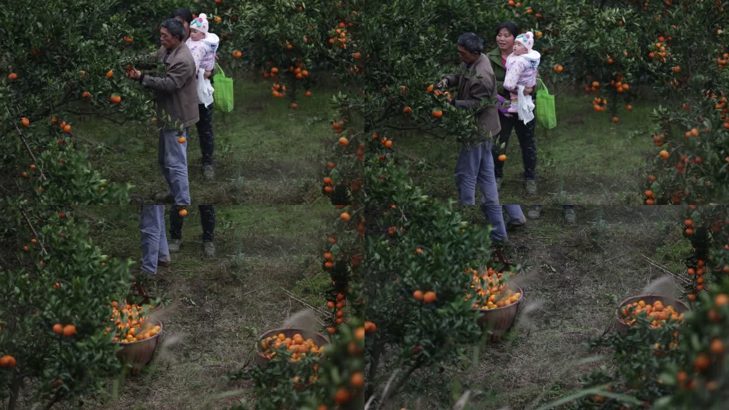 一家人摘橘子