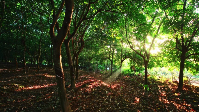 树林中透光阳光 4K