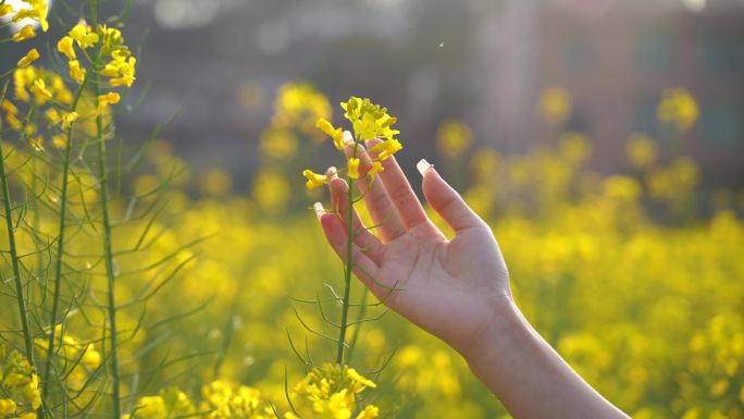 伸手抚摸油菜花