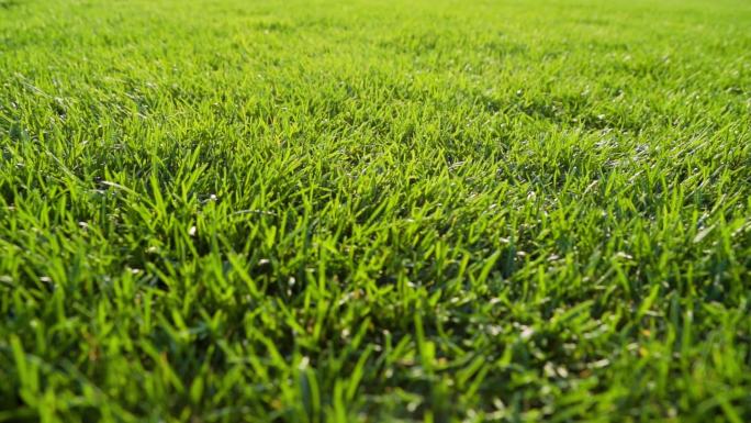 绿化草皮春天小草清新草坪足球场阳光草地