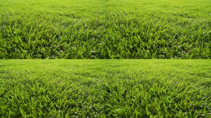绿化草皮春天小草清新草坪足球场阳光草地