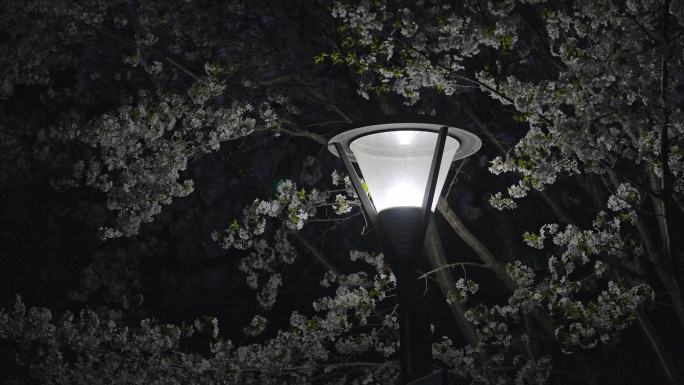 夜晚在路灯下盛开的花朵