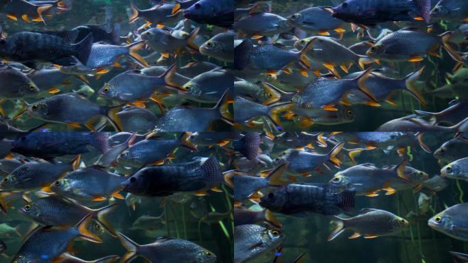 鱼群观赏鱼深海鱼群海底世界