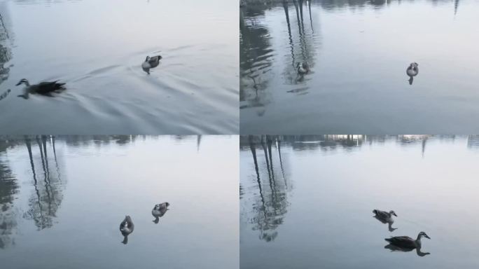 鸭子戏水鸭子游泳鸭子在湖上水鸭在湿地