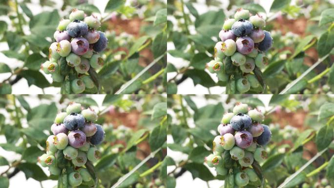 大颗蓝莓挂水珠滴特写采摘种植果汁农业大棚