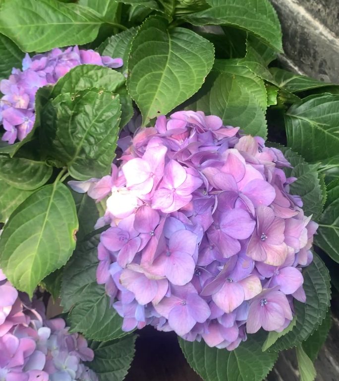 原创：春天的紫色绣球花