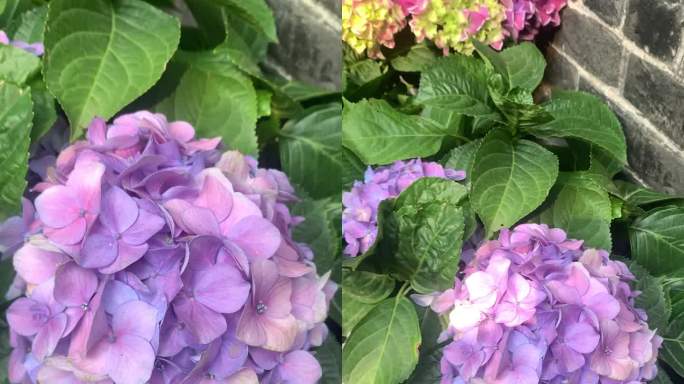 原创：春天的紫色绣球花