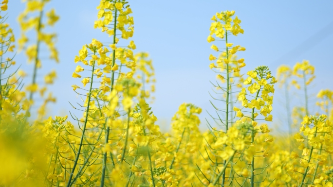 菜花蜜蜂黄色蔚蓝天空片头视频素材