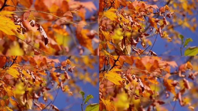 【镜头合集】红叶枫叶黄叶秋季秋天落叶枯叶