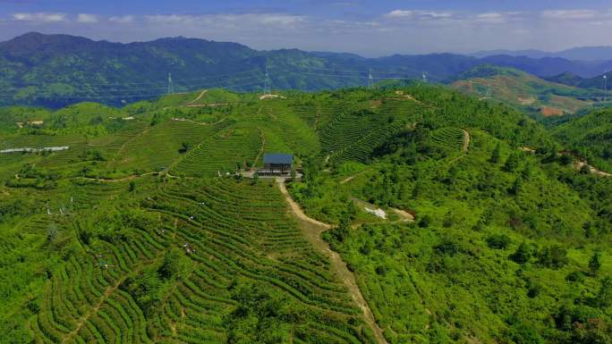 茶山 航拍 森林 山 环绕 山涧