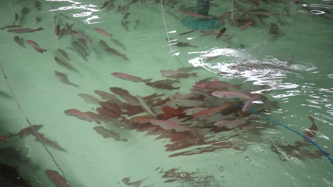 石斑鱼养殖