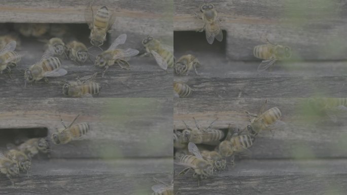 蜂箱 蜜蜂 忙碌 蜂群 大自然