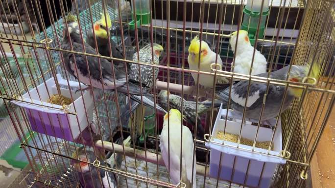 【镜头合集】花鸟市场笼子里的鹦鹉宠物鸟1