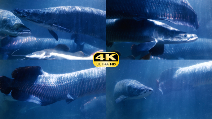4K巨骨舌鱼实拍素材