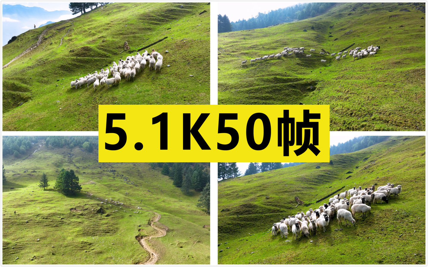 山坡上的羊群【原创5.1K50帧】