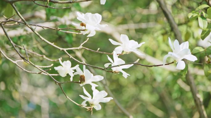 春天植物园玉兰花