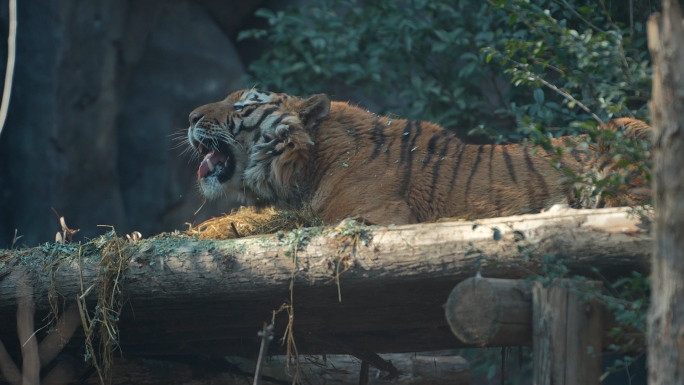 老虎 动物园 孟加拉虎