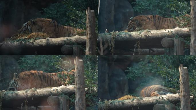 老虎 动物园 孟加拉虎