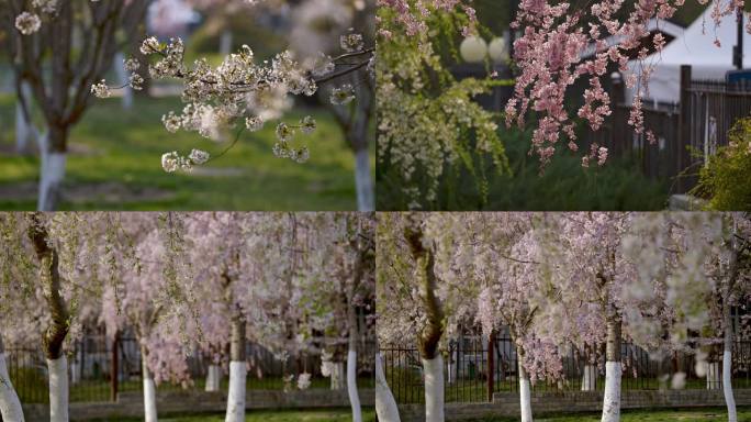春暖花开在阳光下的静态视频