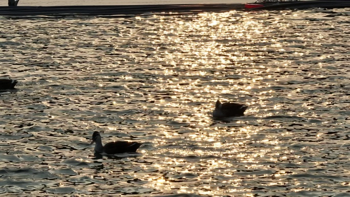 夕阳下的野鸭