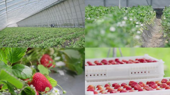 大棚种植草莓